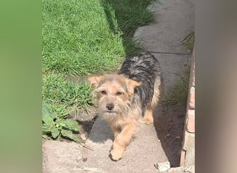 SPIKY ca. 1 J. Yorkie-Mix-Teenager , verspielt sucht seine Familie