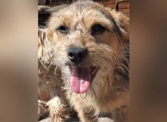 SPIKY ca. 1 J. Yorkie-Mix-Teenager , verspielt sucht seine Familie