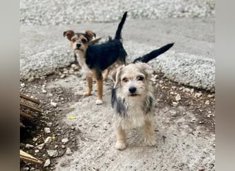 ASTRA  ca. 5 mon. Yorkie-Mix-Mädchen