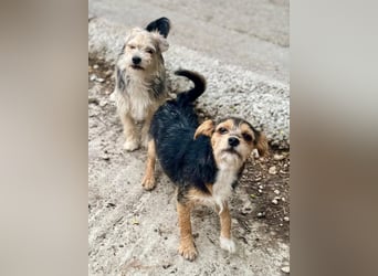 ASTRA und COSMO ca. 5 mon. Yorkie-Mix-Geschwister