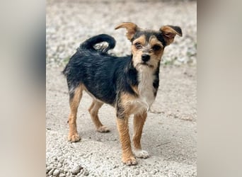 ASTRA und COSMO ca. 5 mon. Yorkie-Mix-Geschwister