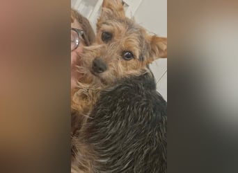 SPIKY ca. 1 J. Yorkie-Mix-Teenager , verspielt sucht seine Familie