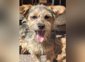 SPIKY ca. 1 J. Yorkie-Mix-Teenager , verspielt sucht seine Familie