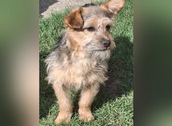SPIKY ca. 1 J. Yorkie-Mix-Teenager , verspielt sucht seine Familie