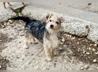 ASTRA und COSMO ca. 5 mon. Yorkie-Mix-Geschwister
