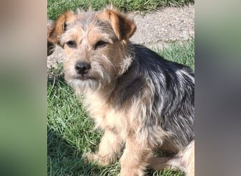 SPIKY ca. 1 J. Yorkie-Mix-Teenager , verspielt sucht seine Familie
