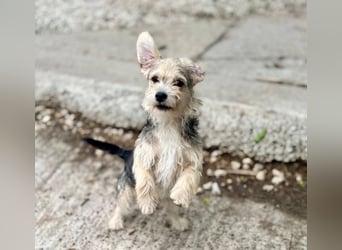 ASTRA und COSMO ca. 5 mon. Yorkie-Mix-Geschwister