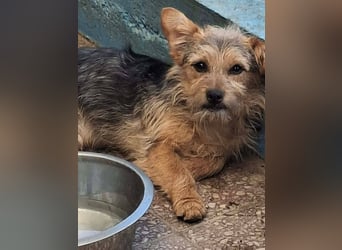 SPIKY ca. 1 J. Yorkie-Mix-Teenager , verspielt sucht seine Familie