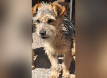 SPIKY ca. 1 J. Yorkie-Mix-Teenager , verspielt sucht seine Familie