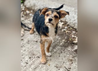 ASTRA und COSMO ca. 5 mon. Yorkie-Mix-Geschwister