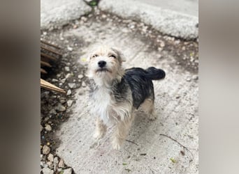 ASTRA und COSMO ca. 5 mon. Yorkie-Mix-Geschwister