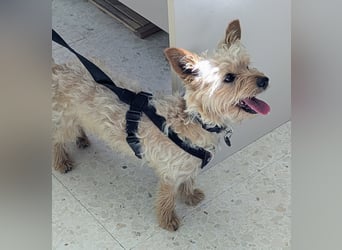 CHARLIE will geliebt werden