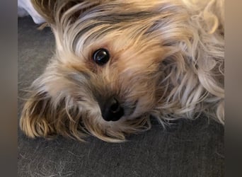 CHARLIE will geliebt werden