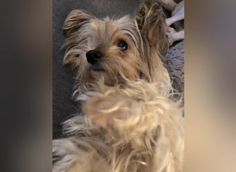 CHARLIE will geliebt werden