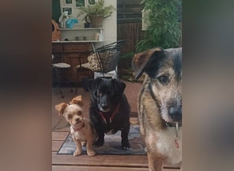 Minikleine Lillifee sucht Familie
