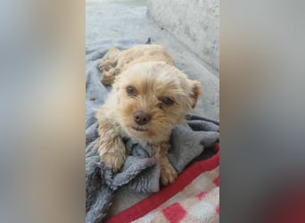 Minikleine Lillifee sucht Familie