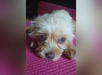 Minikleine Lillifee sucht Familie