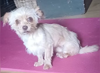 Minikleine Lillifee sucht Familie