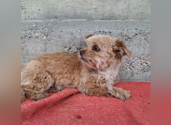 Minikleine Lillifee sucht Familie