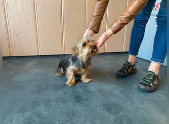Ricky Martin, kleiner Yorksire Terrier sucht Traumzuhause