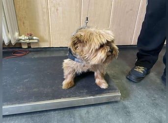 Bibi, kleiner Yoki Senior hat sein Zuhause verloren