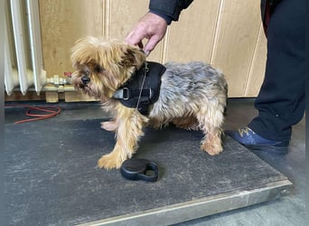 Bibi, kleiner Yoki Senior hat sein Zuhause verloren