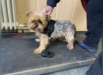 Bibi, kleiner Yoki Senior hat sein Zuhause verloren