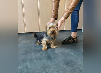 Ricky Martin, kleiner Yorksire Terrier sucht Traumzuhause