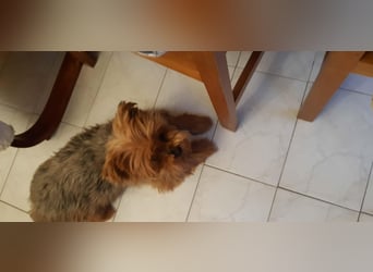 Bibi, kleiner Yoki Senior hat sein Zuhause verloren