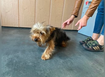 Ricky Martin, kleiner Yorksire Terrier sucht Traumzuhause