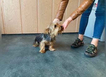Ricky Martin, kleiner Yorksire Terrier sucht Traumzuhause