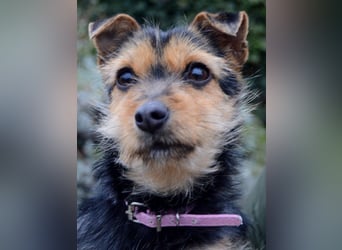 Beata - selbstbewusste kleine Flitzerin - Tierhilfe Franken e.V.