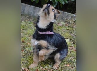 Beata - selbstbewusste kleine Flitzerin - Tierhilfe Franken e.V.