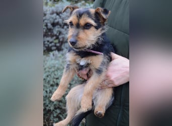 Beata - selbstbewusste kleine Flitzerin - Tierhilfe Franken e.V.