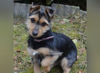 Beata - selbstbewusste kleine Flitzerin - Tierhilfe Franken e.V.