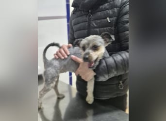 Isis , kleine, katzenverträgliche Herzenshündin mit großem Wunsch nach Geborgenheit