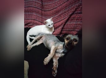 Isis , kleine, katzenverträgliche Herzenshündin mit großem Wunsch nach Geborgenheit