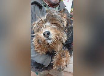 Stann PP – kleiner Yorkie-Mix sucht liebevolles Zuhause 