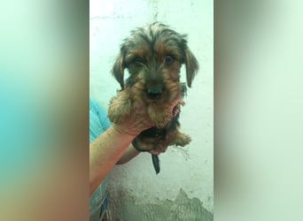 Pongo PP– kleiner Welpe sucht Zuhause