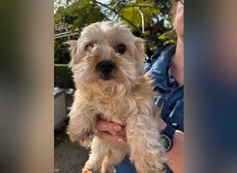 Goldy – Kleine Yorkie-Mix-Hündin sucht ihre Menschen fürs Leben 