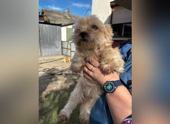 Goldy – Kleine Yorkie-Mix-Hündin sucht ihre Menschen fürs Leben 
