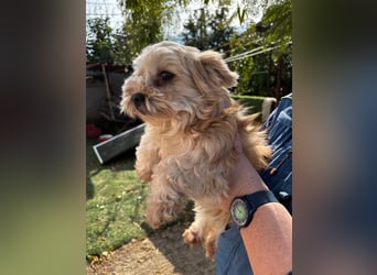Goldy – Kleine Yorkie-Mix-Hündin sucht ihre Menschen fürs Leben 