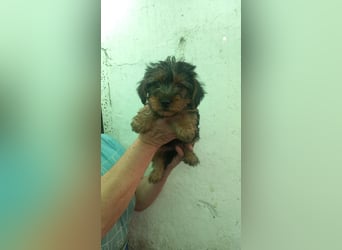 Happy PP– Yorki Hündin sucht Heimathafen