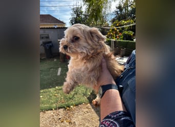 Goldy – Kleine Yorkie-Mix-Hündin sucht ihre Menschen fürs Leben 