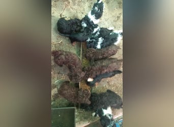 Pongo PP– kleiner Welpe sucht Zuhause