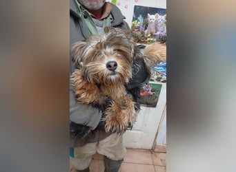 Stann PP – kleiner Yorkie-Mix sucht liebevolles Zuhause 