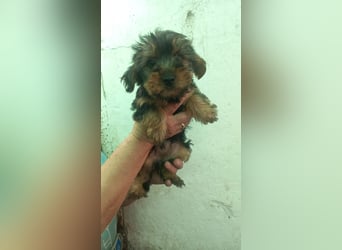 Rozi PP– Yorki Hündin sucht Heimathafen