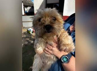 Goldy – Kleine Yorkie-Mix-Hündin sucht ihre Menschen fürs Leben 