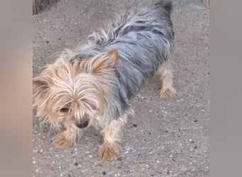 Gizmo sucht Anschluss