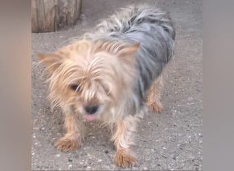 Gizmo sucht Anschluss